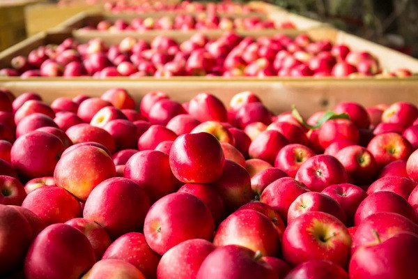 Uzbekistan exported 23,600 tons of apples
