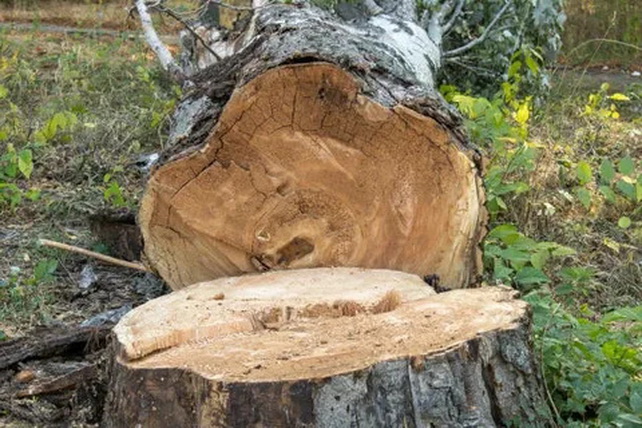 Around 1,000 Trees Illegally Cut Down in Bulungur District