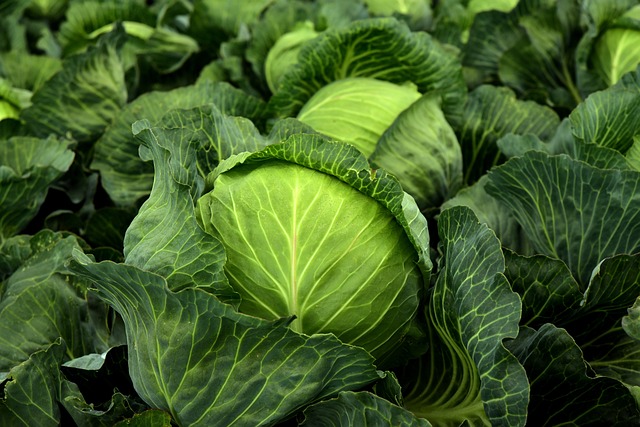 Uzbekistan exported 162,000 tons of cabbage
