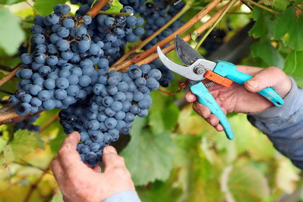 Uzbekistan plans to harvest about 2 million tons of grapes this year
