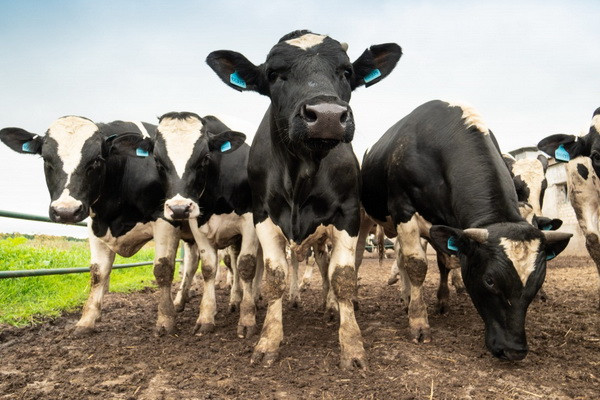 Priorities for the development of animal husbandry in Uzbekistan determined