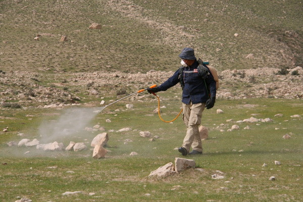 FAO organized locust cross-border survey between Tajikistan and Uzbekistan