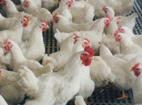 Узбекистан принял программу по развитию птицеводства