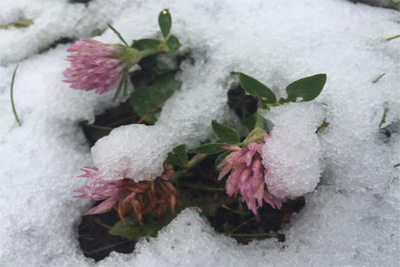 Snow falls in western Canada in summer