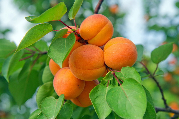 Uzbekistan to become the second largest exporter of fresh apricots in the world in 2023 - EastFruit