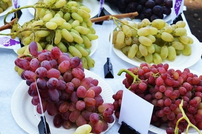 Uzbekistan exports 5,666 tons of grapes in January