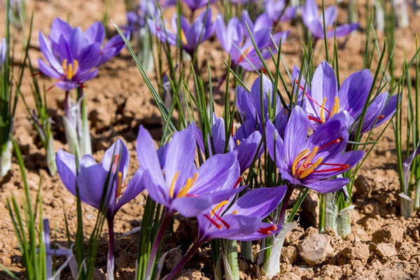 BMB-OPERA ZAFFERANO to export saffron worth 10 million euros in 2023