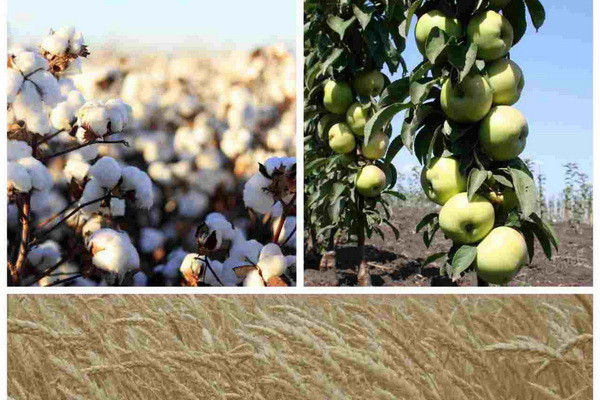 New effective plant protection product