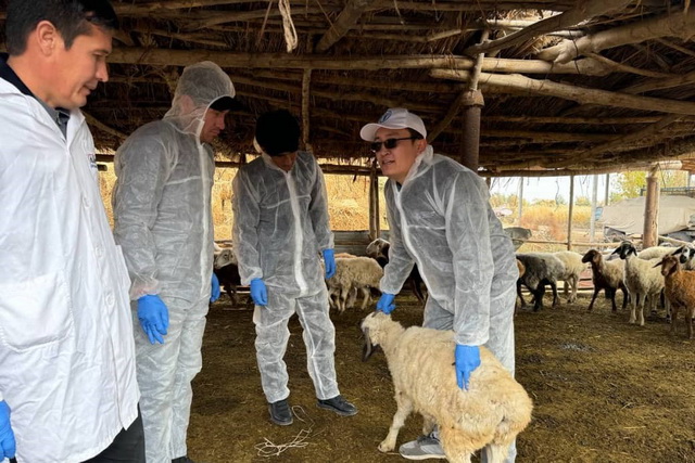 Large-Scale Active Seromonitoring for PPR Virus in Small Ruminants begins in Uzbekistan