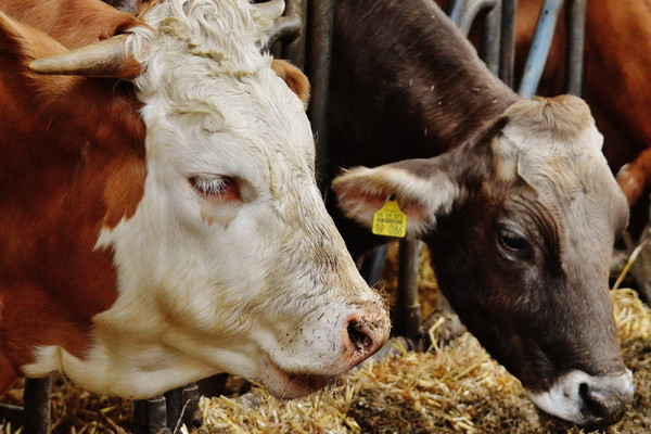 Uzbekistan produces 2.04 million tons of meat