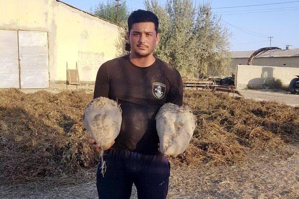 A farmer from Bukhara region has grown a 20-kg beet