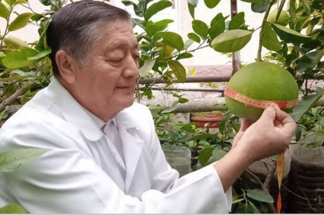 В Узбекистане зарегистрирован новый сорт грейпфрута O‘zbegim