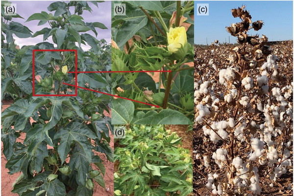 Ученые Узбекистана и США создали новый сорт хлопчатника, устойчивый к вилту