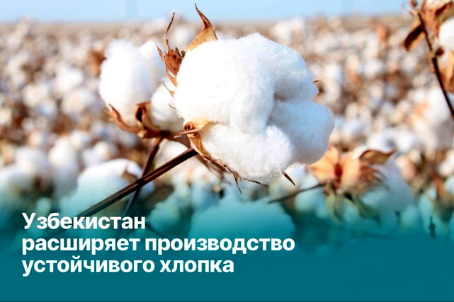 Uzbekistan expands sustainable cotton production