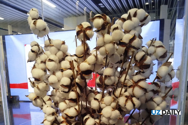 В Узбекистане начнётся массовое внедрение интенсивных агротехнологий в хлопководстве