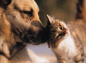 В Узбекистане приняты правила содержания домашних животных