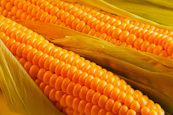 Начал работу Ташкентский крахмалопаточный завод Golden Corn