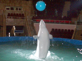 Московский дельфинарий представит шоу в Ташкенте