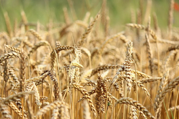 Uzbekistan imports 4.5 million tons of wheat and flour in grain equivalent from Kazakhstan