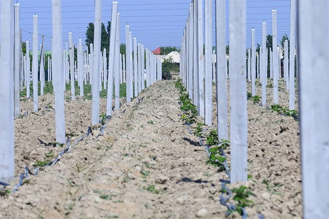 Raspberry Plantation to Be Launched in Ferghana District