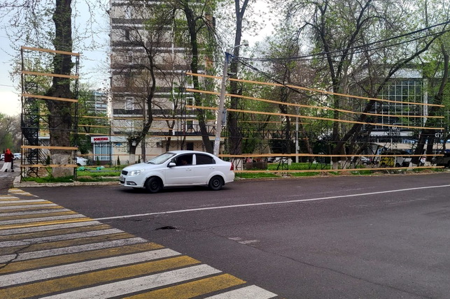 Uzbek Senator Questions Tashkent Mayor on Tree Protection