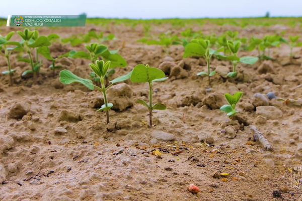 Uzbekistan plans to produce 165.0 thousand tons of soybeans in 2022