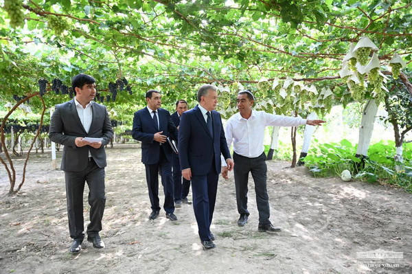Grape plantations to be organized according to the "Altyaryk experience"