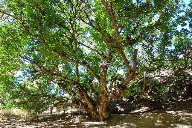 Uzbekistan to Establish Green Belts in Border Regions