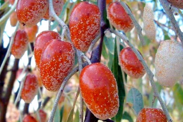 Экспорт джиды из Узбекистана вырос на 68,8% за 11 месяцев 2025 года