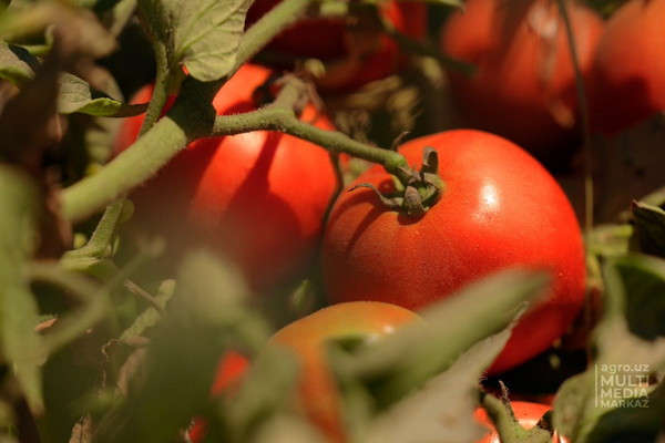 Tested varieties of tomatoes showed resistance to the hot climate of Bukhara