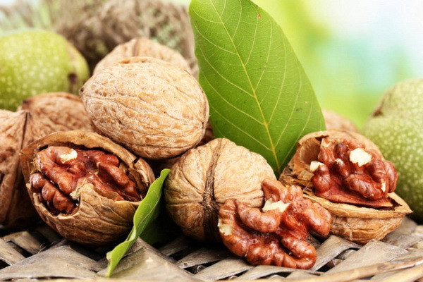 A large walnut plantation is being laid in Navoi region of Uzbekistan