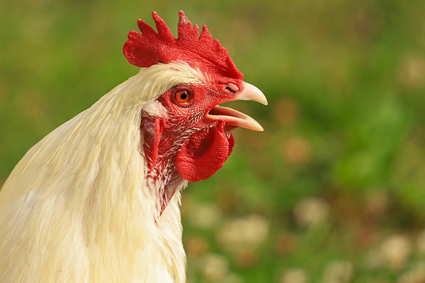 New poultry production to be established in Uzbekistan