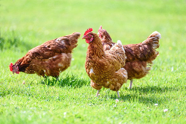 Majid Al Futtaim Commits to Cage-Free Eggs Under New
