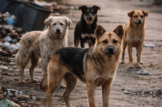 Tashkent Authorities Respond to Angren Schoolboy Dog Attack