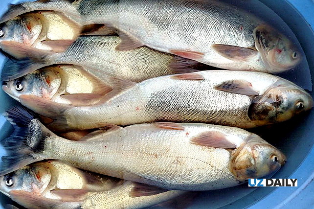 Illegal fishing prevented at Lake Tudakul in Navoi region