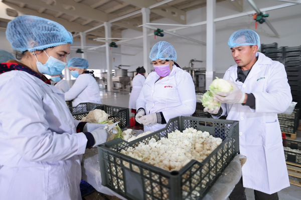 The number of enterprises for shock freezing of vegetables and fruits is growing