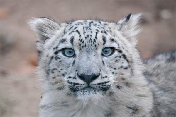 BBC News to Air Episode on Snow Leopards in Uzbekistan