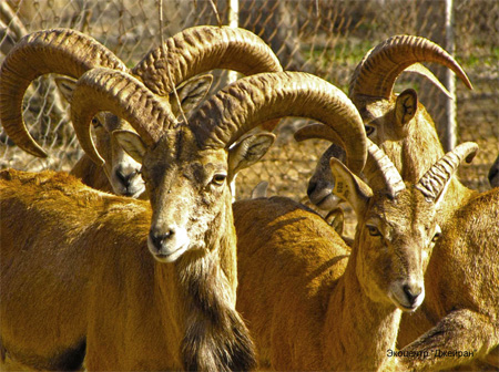 Bukhara mountain sheep