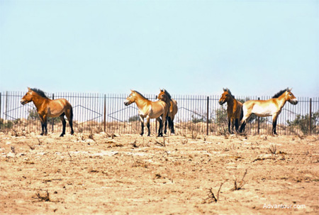 Przewalskii Horses